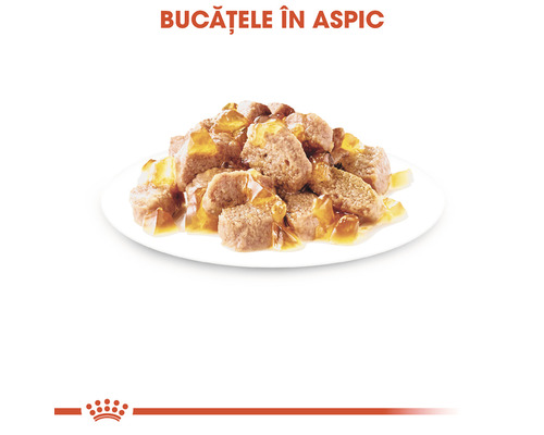 Bucăți de hrană pentru câini în aspic pe o farfurie
