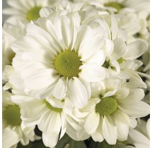 Prim-plan cu crizanteme albe cu centre florale verzi