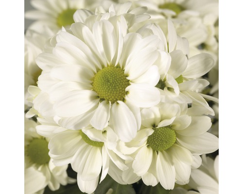 Prim-plan cu crizanteme albe cu centre florale verzi