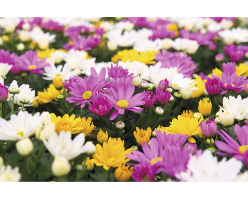 Prim-plan cu crizanteme albe, galbene și violet