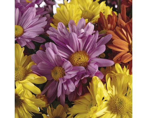 Prim-plan cu flori de crizanteme