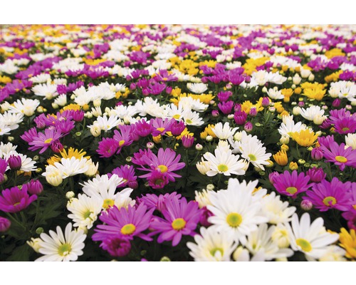 Câmp cu margarete în alb, galben și violet