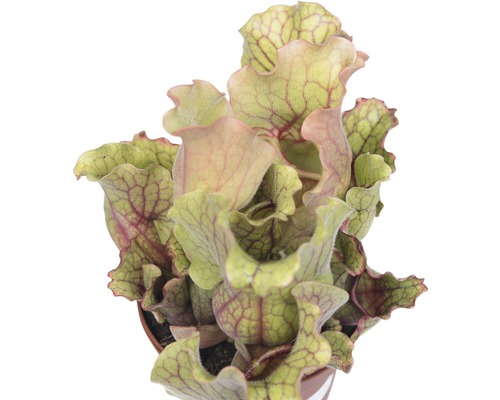 Plantă carnivoră în ghiveci