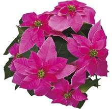 Crăciunița FloraSelf Euphorbia princettia H 30-35 cm ghiveci Ø 12 cm roz deschis