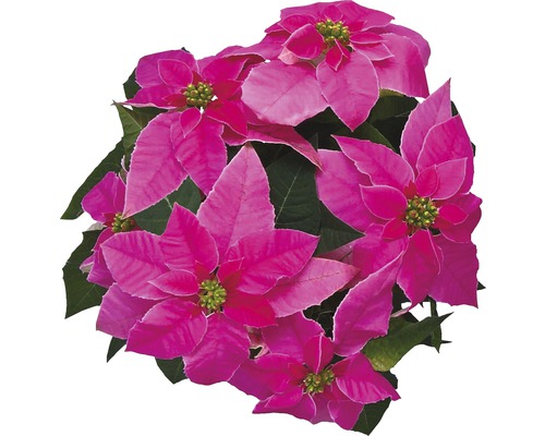 Poinsettia cu frunze