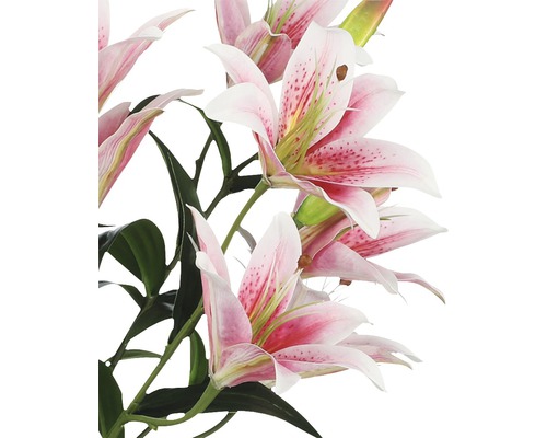 Prim-plan cu flori de crin roz cu frunze verzi.