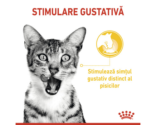 Pisică cu mâncare în fața gurii și mențiune despre stimularea gustului