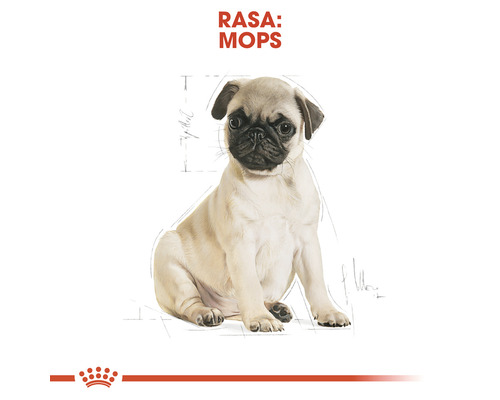Ilustrație cățel pug