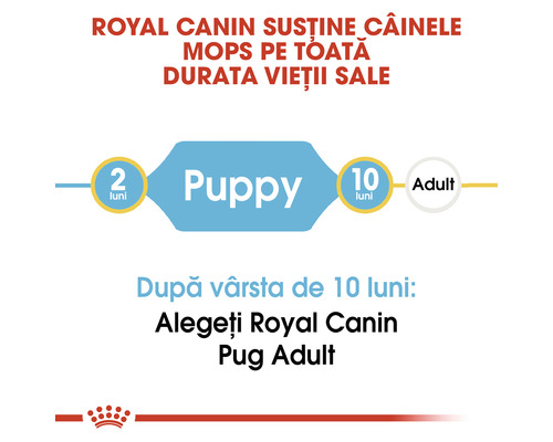 Royal Canin susține câinii Mops pe toată durata vieții lor. Hrană pentru căței de la două la zece luni, apoi hrană pentru câini adulți.