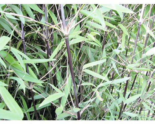 Bambus FloraSelf Fargesia nitida Black Pearl H 40-50 cm Co 3 L