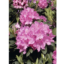Prim-plan cu un arbust de rododendron cu flori