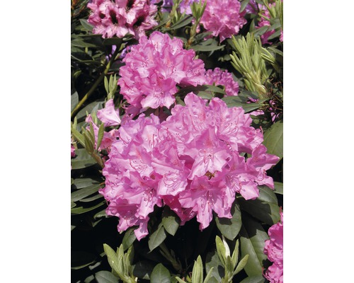 Prim-plan cu un arbust de rododendron cu flori