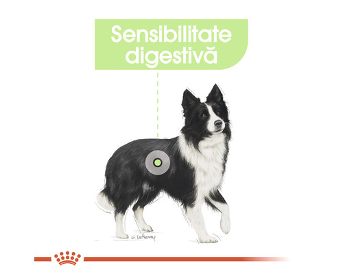 Ilustrație cu un câine cu probleme digestive