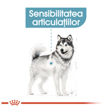 Ilustrație cu un câine care evidențiază sensibilitatea articulațiilor