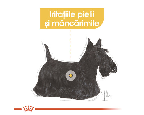 Ilustrație cu un Scottish Terrier, cu indicație pentru iritații ale pielii și mâncărimi