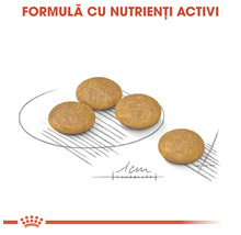 Hrană uscată pentru câini, ROYAL CANIN Mini Dermacomfort, 1 kg-thumb-3