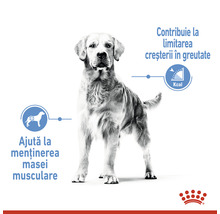 Hrană uscată pentru câini Royal Canin Maxi Light Weight Care Adult 12 kg-thumb-5