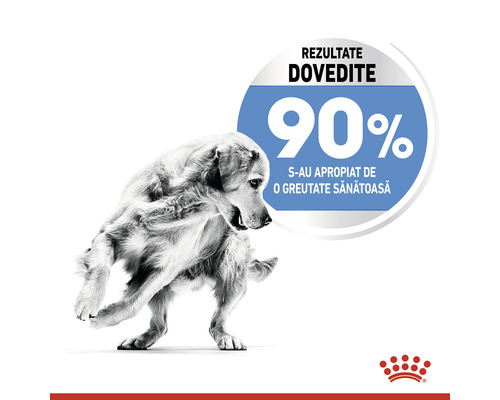 Câine cu referire la o pierdere în greutate de 90%