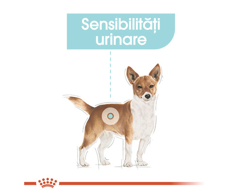 Ilustrație cu un câine, cu referire la sensibilitățile urinare