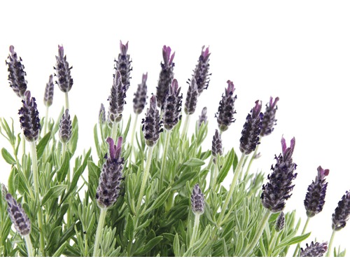 Plantă de lavandă cu frunze verzi și flori lila