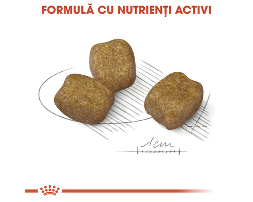 Trei bucăți de hrană uscată pentru câini pe un desen