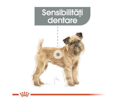 Ilustrație a unui câine cu sensibilitate dentară