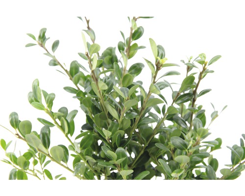 Plantă de buxus cu frunze