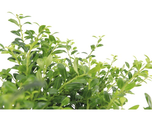 În prim-plan, o plantă de gard viu veșnic verde, cu frunze verzi și dense.