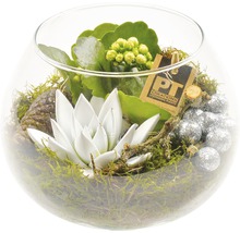 Bol cu plante suculente, mușchi, con de pin și logo PT Creations