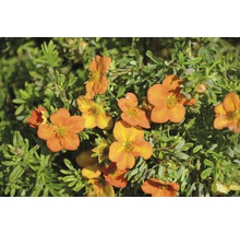 Plantă de Potentilla cu flori portocalii și frunze verzi.