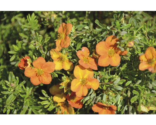 Plantă de Potentilla cu flori portocalii și frunze verzi.