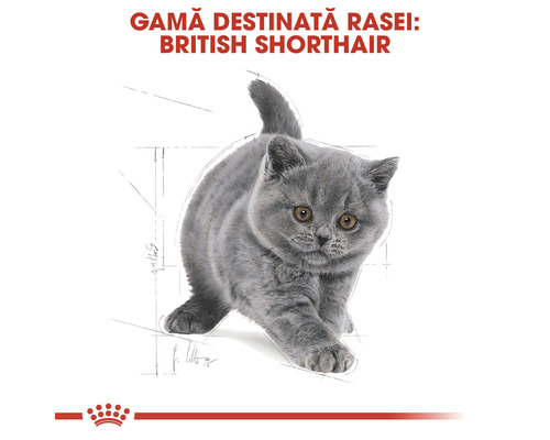 Pisică British Shorthair
