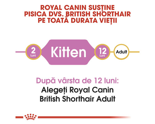 Royal Canin susține pisica dumneavoastră British Shorthair pe toată durata vieții
