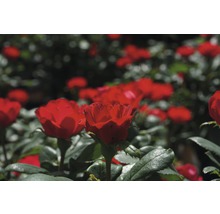 Trandafir FloraSelf Rose 'Zepeti' ® H 30-40 cm Co 6 L-thumb-10