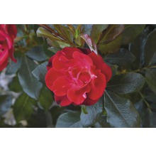 Trandafir FloraSelf Rose 'Zepeti' ® H 30-40 cm Co 6 L-thumb-8