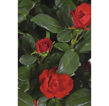 Trandafir FloraSelf Rose 'Zepeti' ® H 30-40 cm Co 6 L-thumb-7