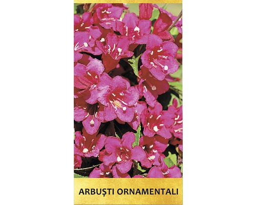 Prim-plan cu arbuști ornamentali cu flori