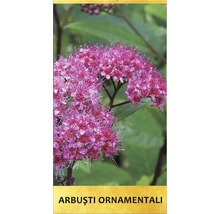 Arbuști ornamentali