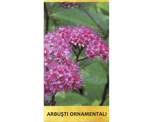 Arbuști ornamentali