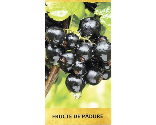 Coacăze negre pe ramură