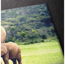 Tablou canvas Familie de elefanți 60x90 cm-thumb-2