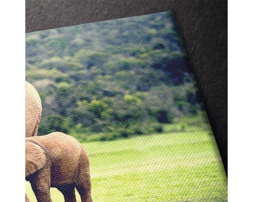 Tablou canvas cu elefanți în natură