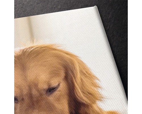 Prim-plan al unei imprimate pe pânză cu un motiv canin