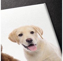 Prim-plan al unei imprimate pe pânză cu un pui de Labrador deschis la culoare