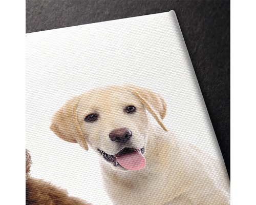 Prim-plan al unei imprimate pe pânză cu un pui de Labrador deschis la culoare
