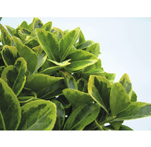 Arbore de fus persistent cu frunze