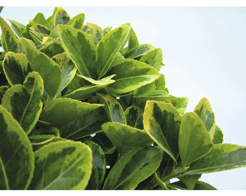 Arbore de fus persistent cu frunze