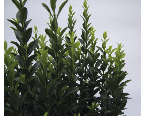 În imagine este prezentat un buxus veșnic verde cu frunziș dens.