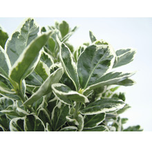 Arborele de fus persistent cu marginea frunzelor verde-alb