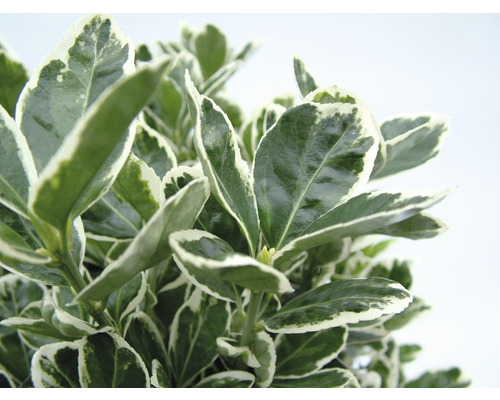 Arborele de fus persistent cu marginea frunzelor verde-alb
